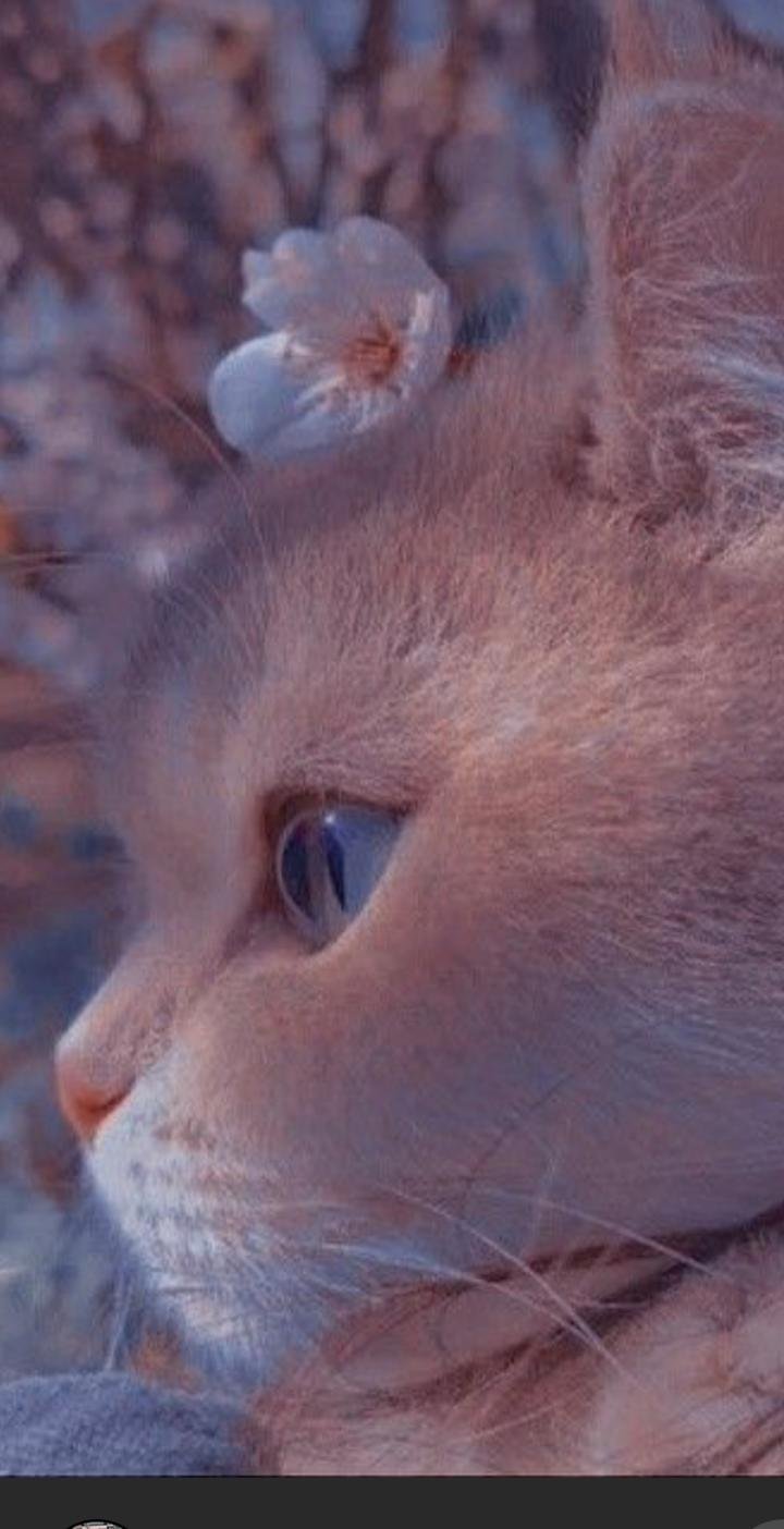 Aesthetic Cat Profile Picture