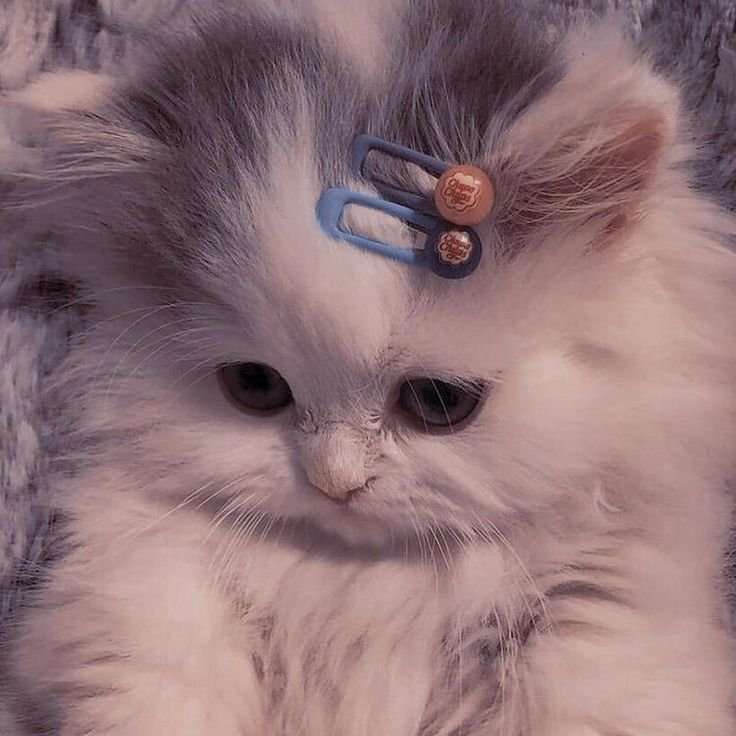 Aesthetic Cat DP for WhatsApp