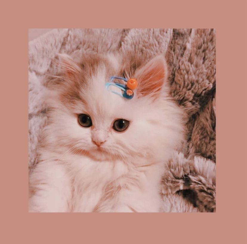 Aesthetic Cat DP for WhatsApp