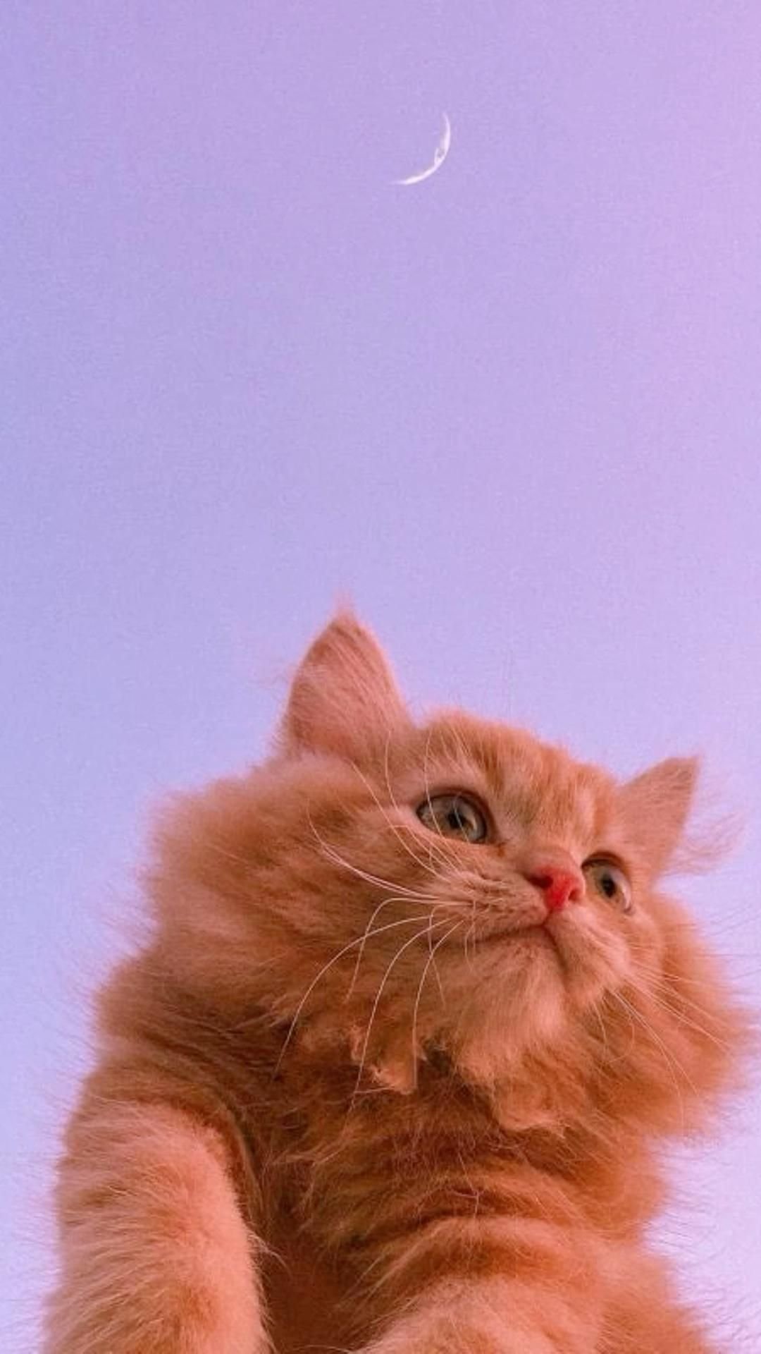 Aesthetic Cat DP for WhatsApp