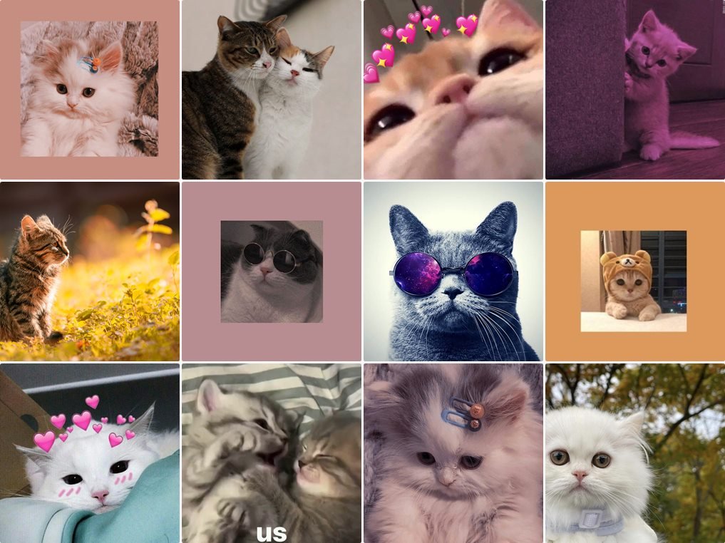 Aesthetic Cat DP for WhatsApp